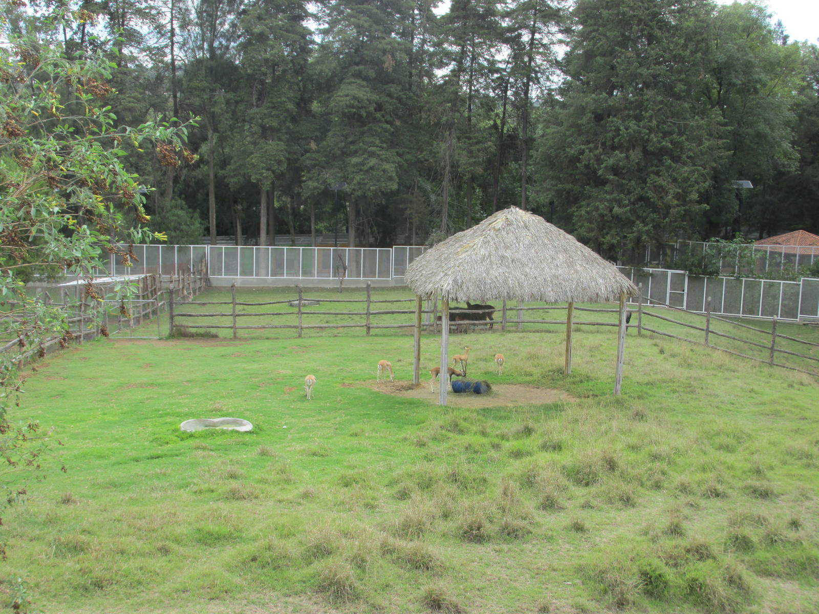 blackbuck pen zoologico del altiplano
