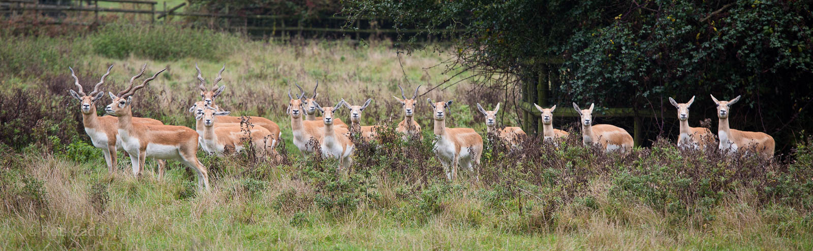 Blackbuck : Port Lympne : 17 Oct 2014