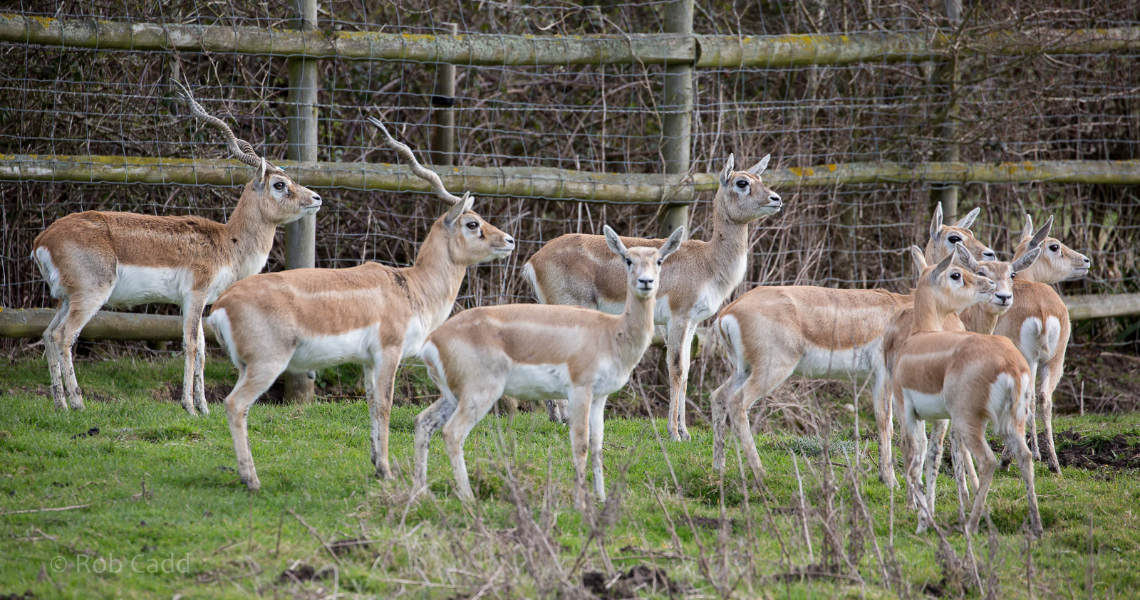 Blackbuck : Port Lympne : 30 Mar 2015