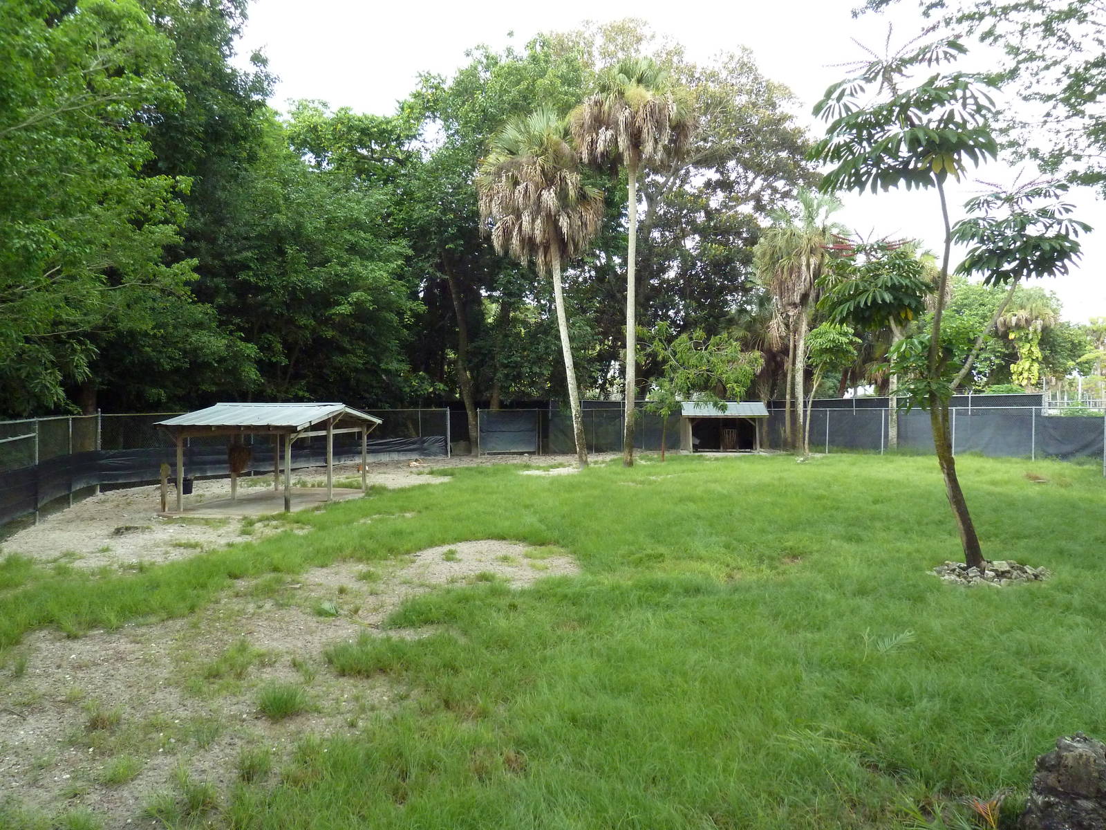 Blackbuck/Reeve's Muntjac Exhibit