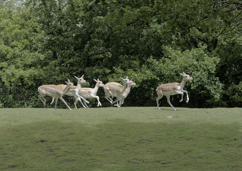 Blackbuck running
