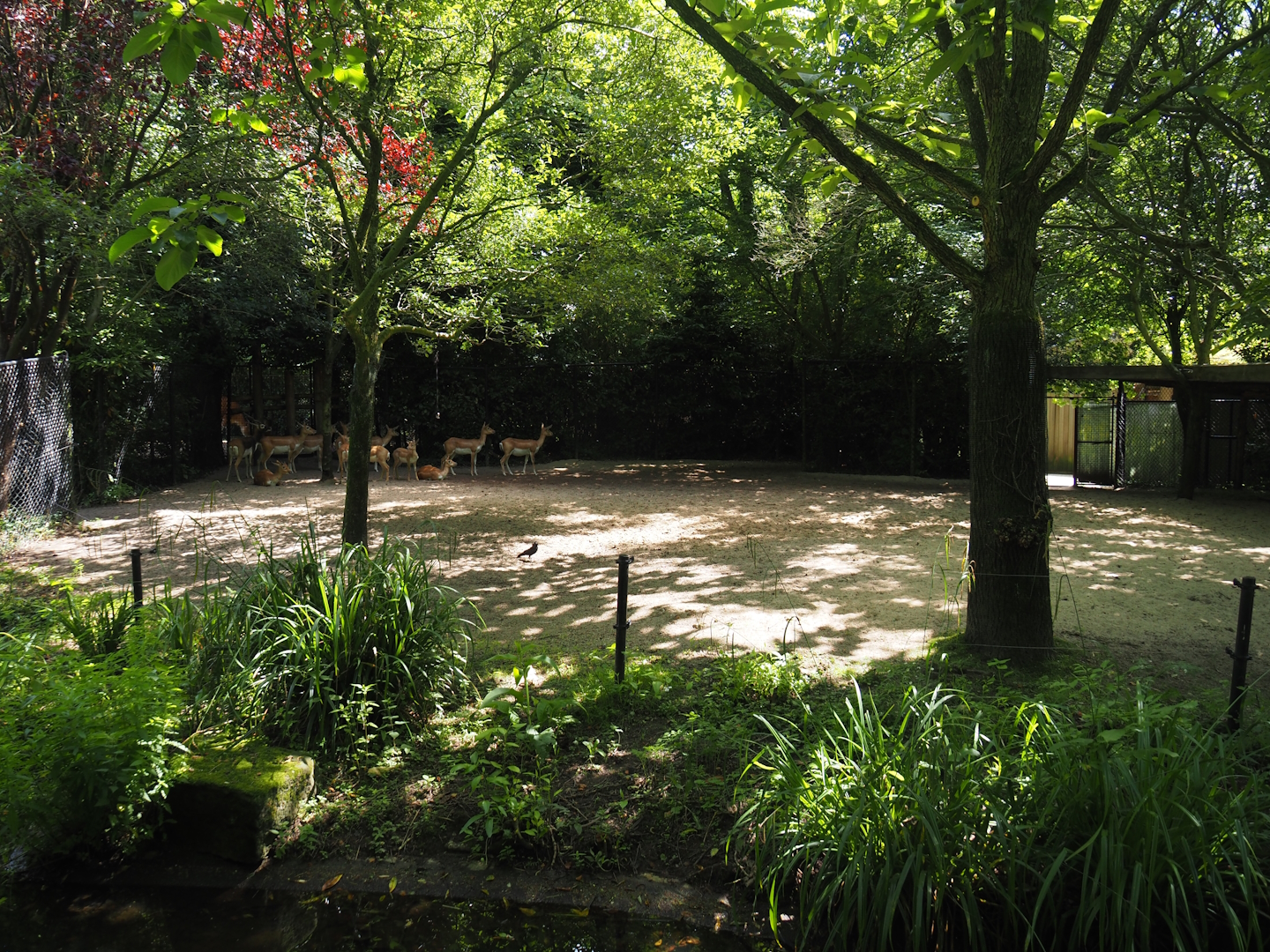 Blackbuck separation paddock, 2024-06-30