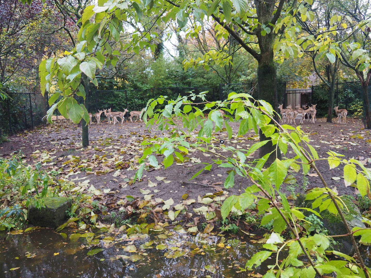 Blackbuck separation yard (Nov 10th, 2018)