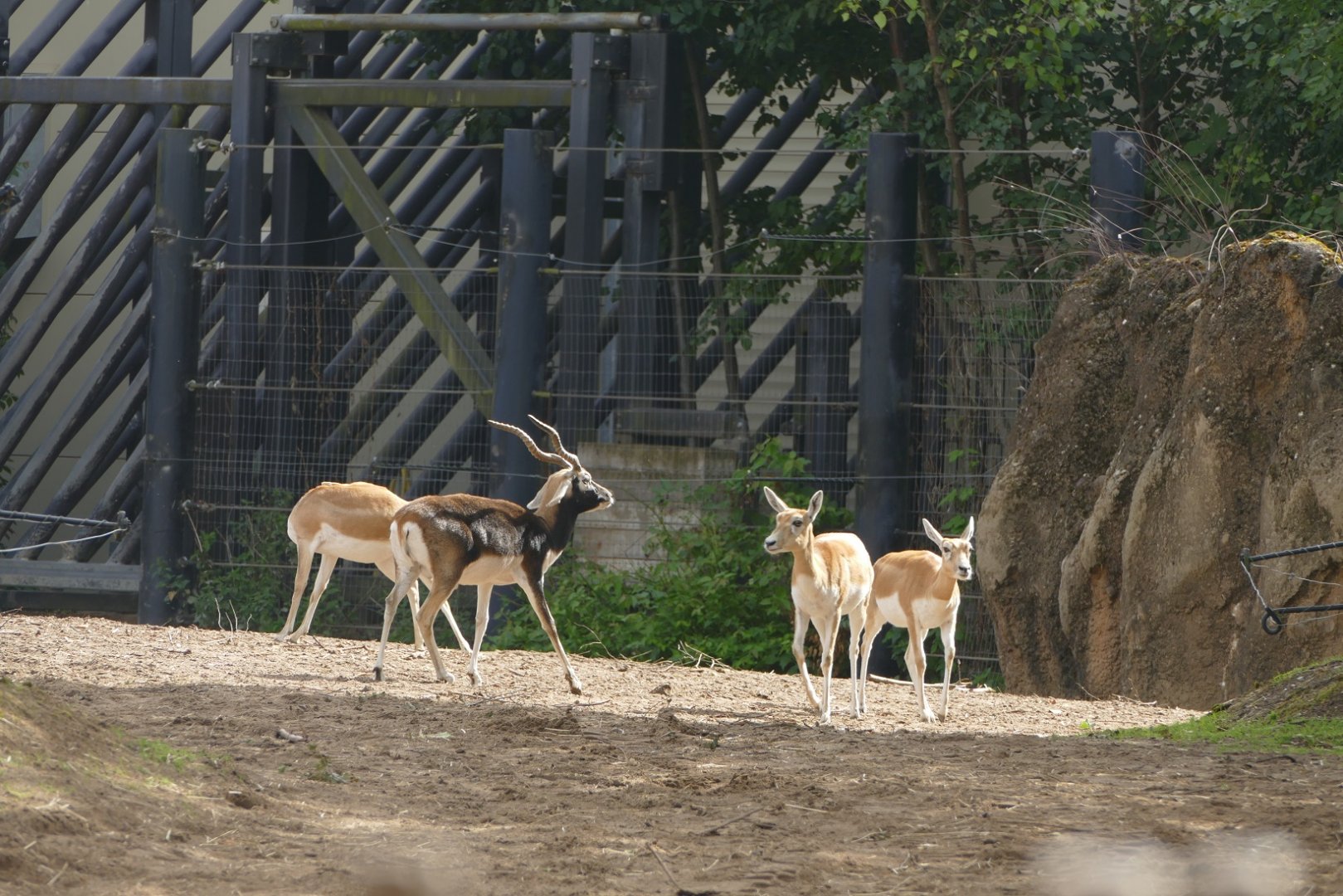 Blackbuck, September 2018