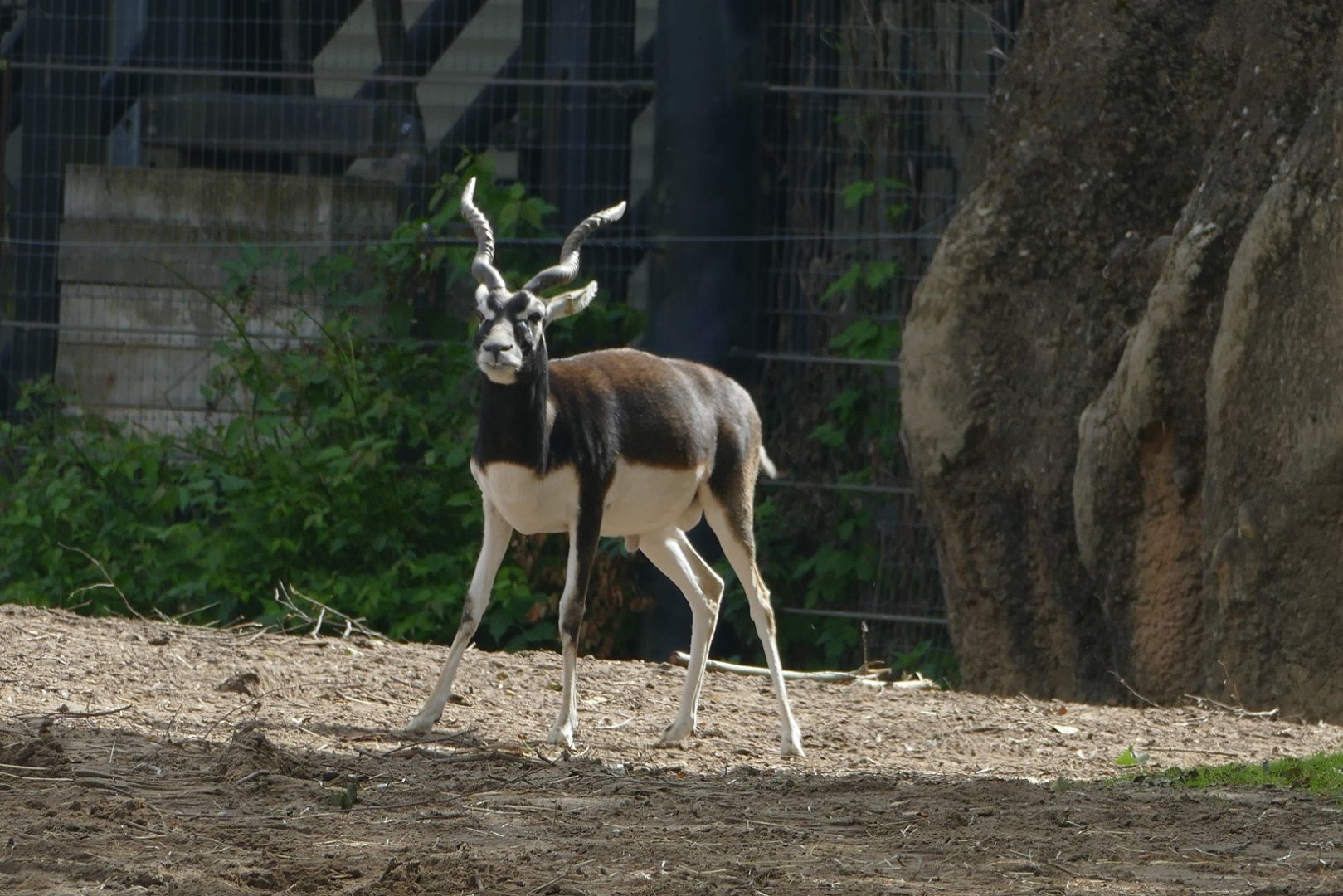 Blackbuck, September 2018