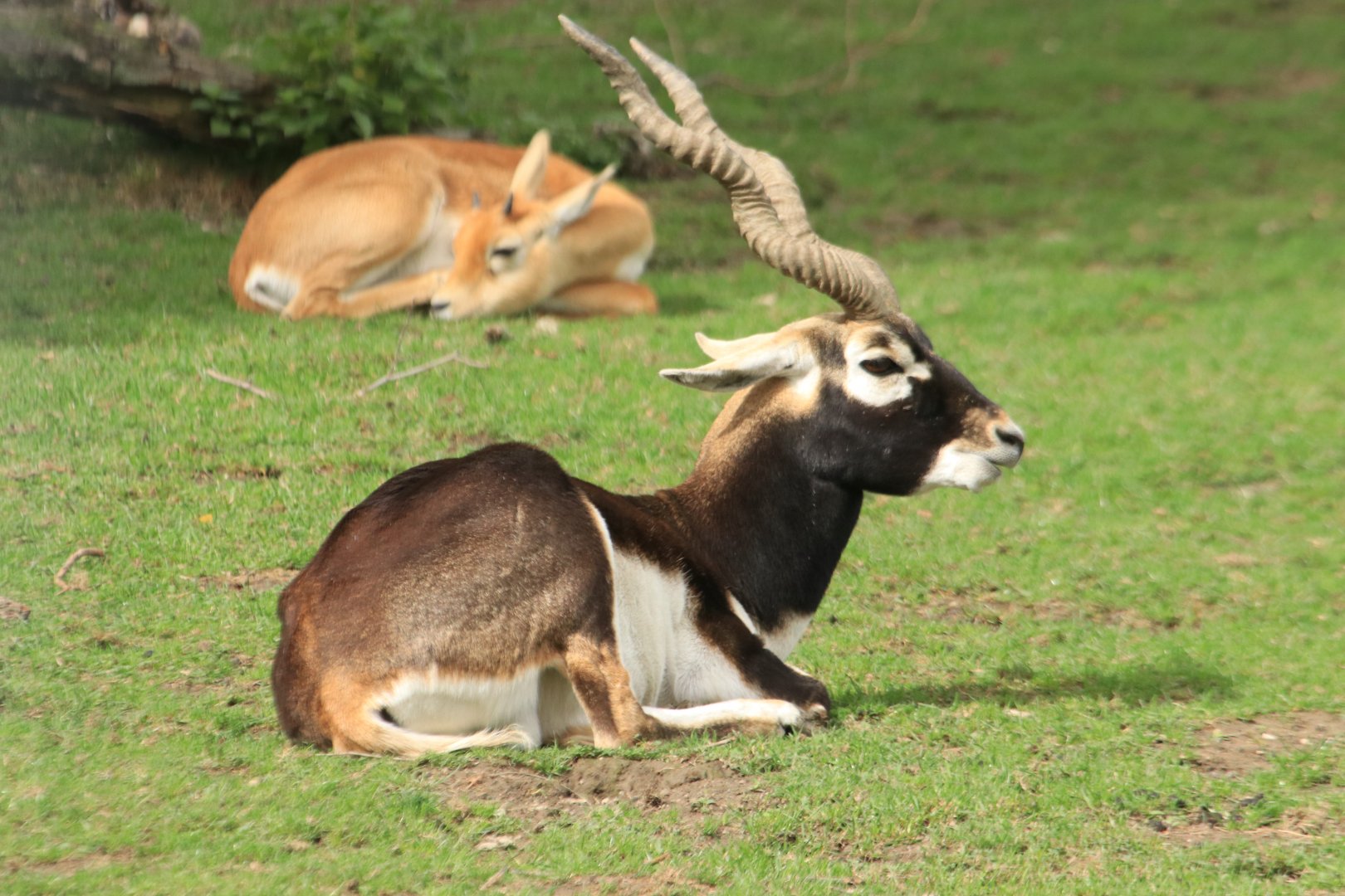 Blackbuck (September 2019)