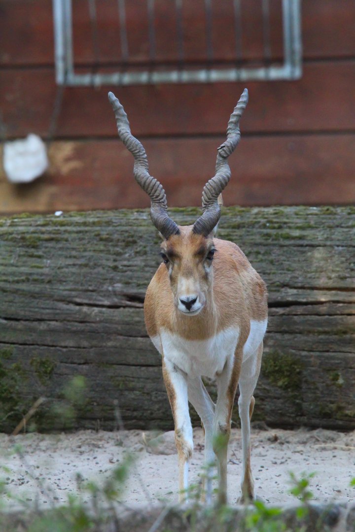 Blackbuck- September 2024