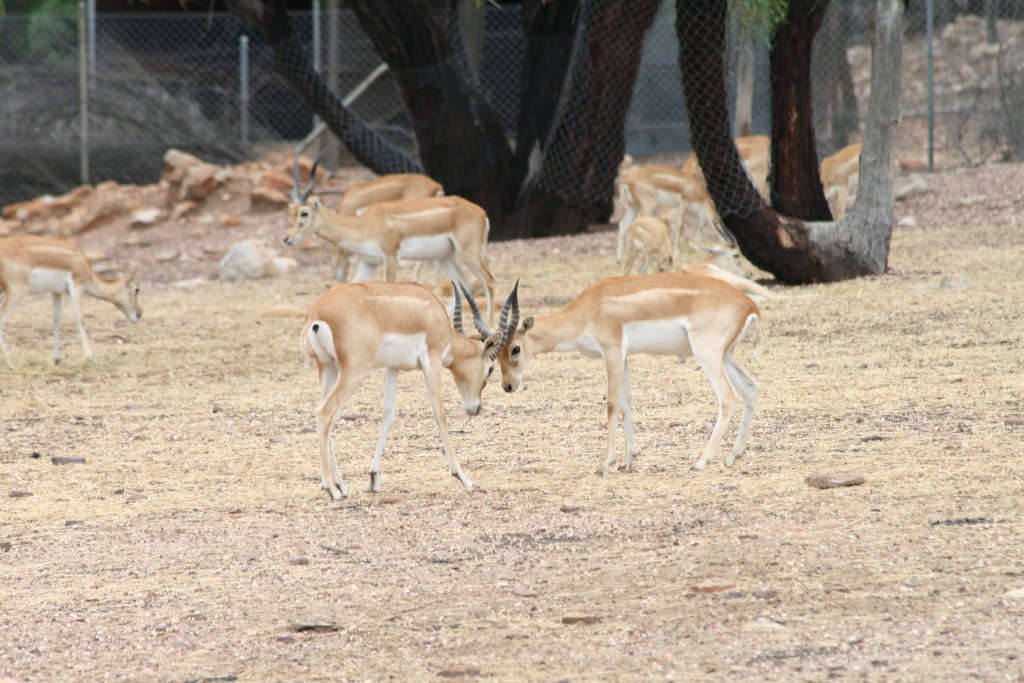 Blackbuck sparring