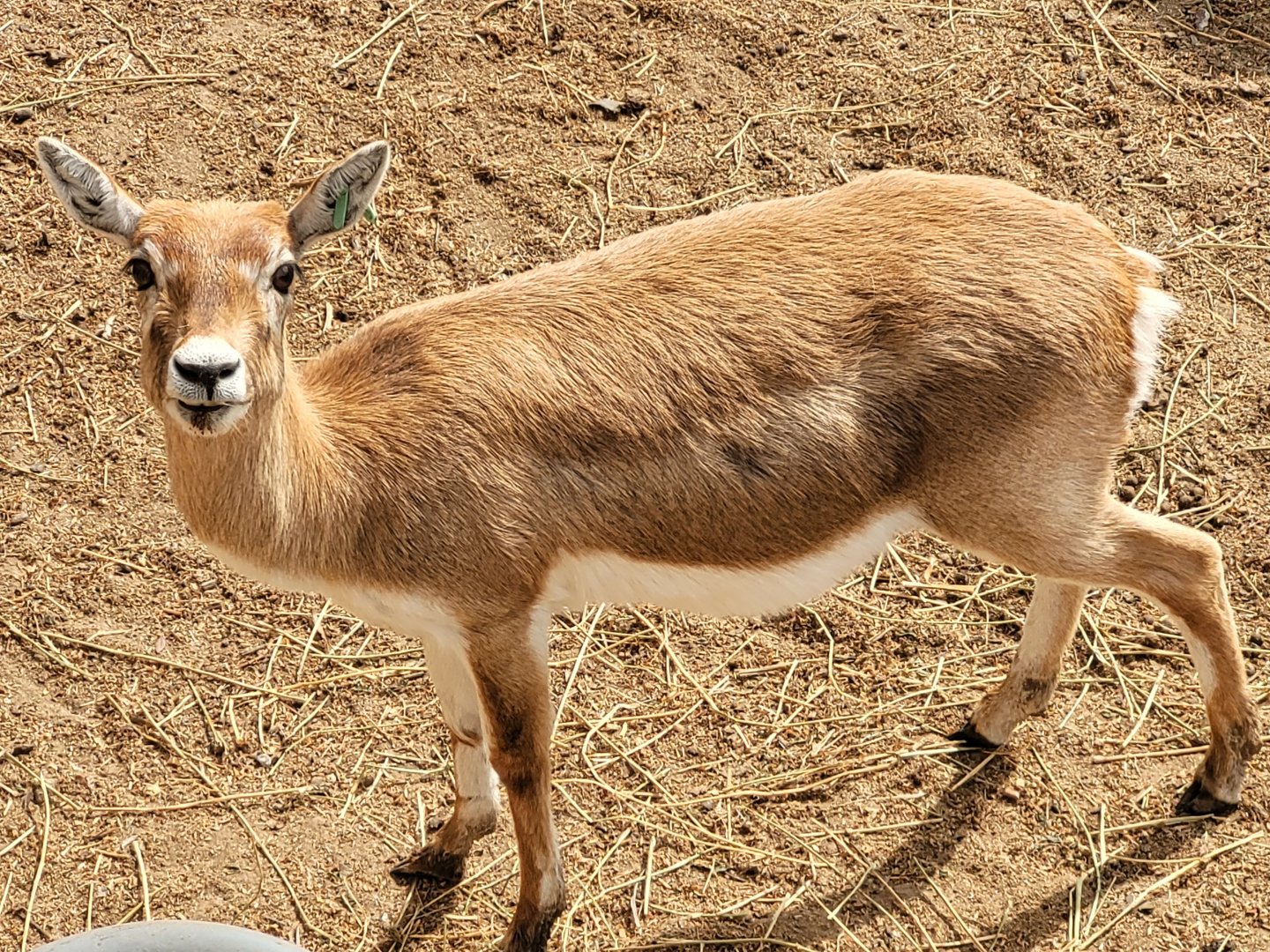 Blackbuck -TerraNatura Benidorm (2022)