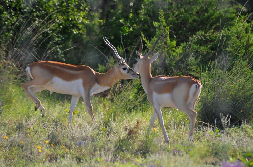 Blackbuck - Texas