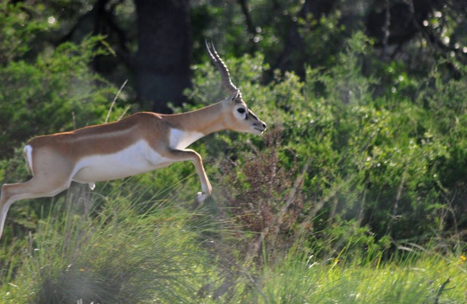 Blackbuck - Texas