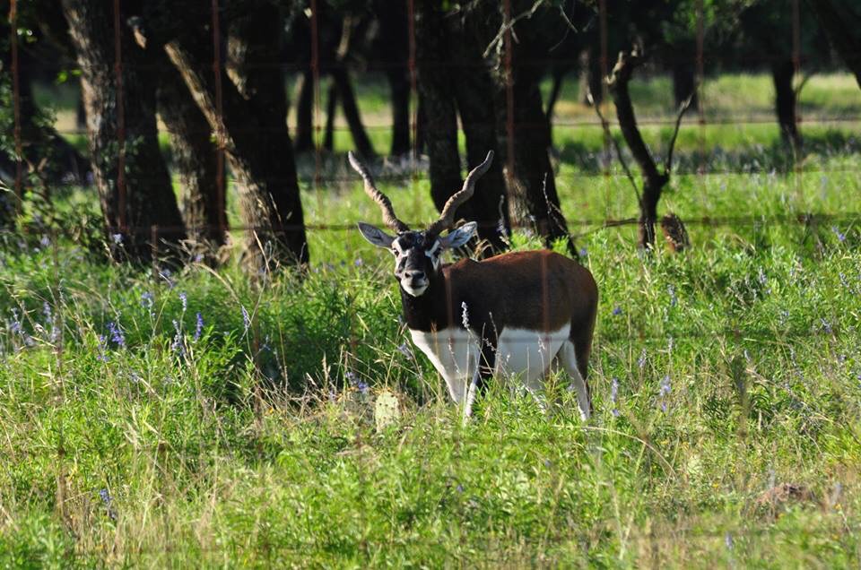 Blackbuck - Texas