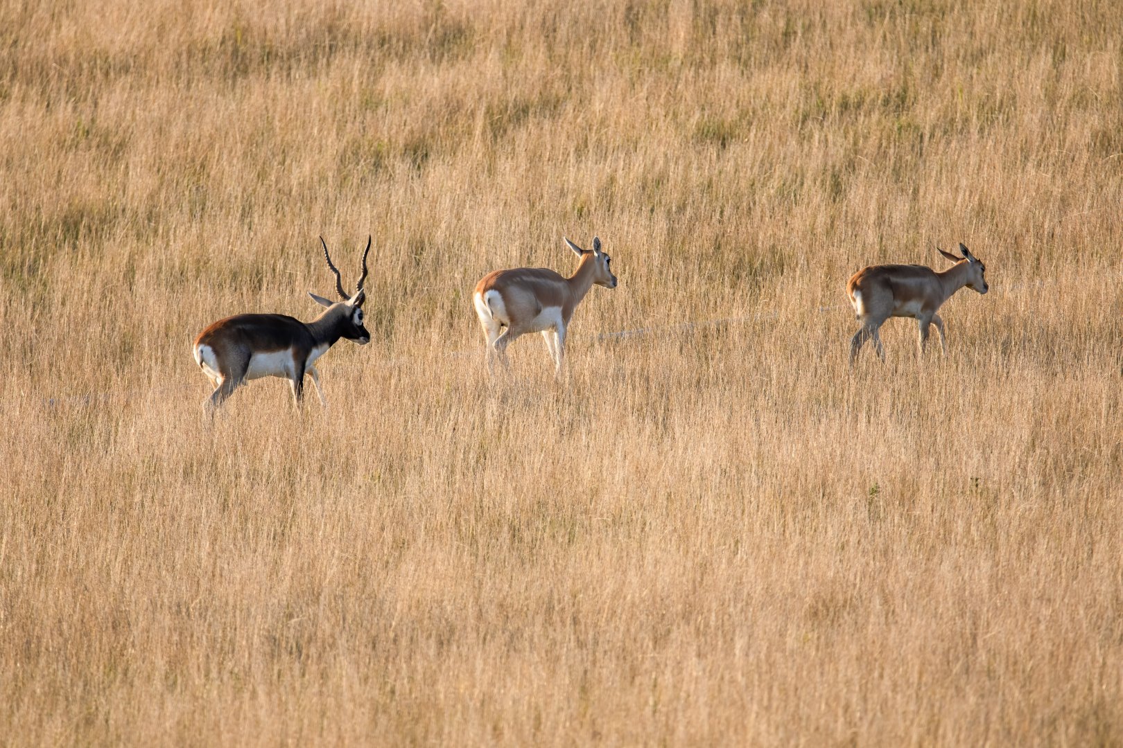 Blackbuck / Watatunga / 1-9-20
