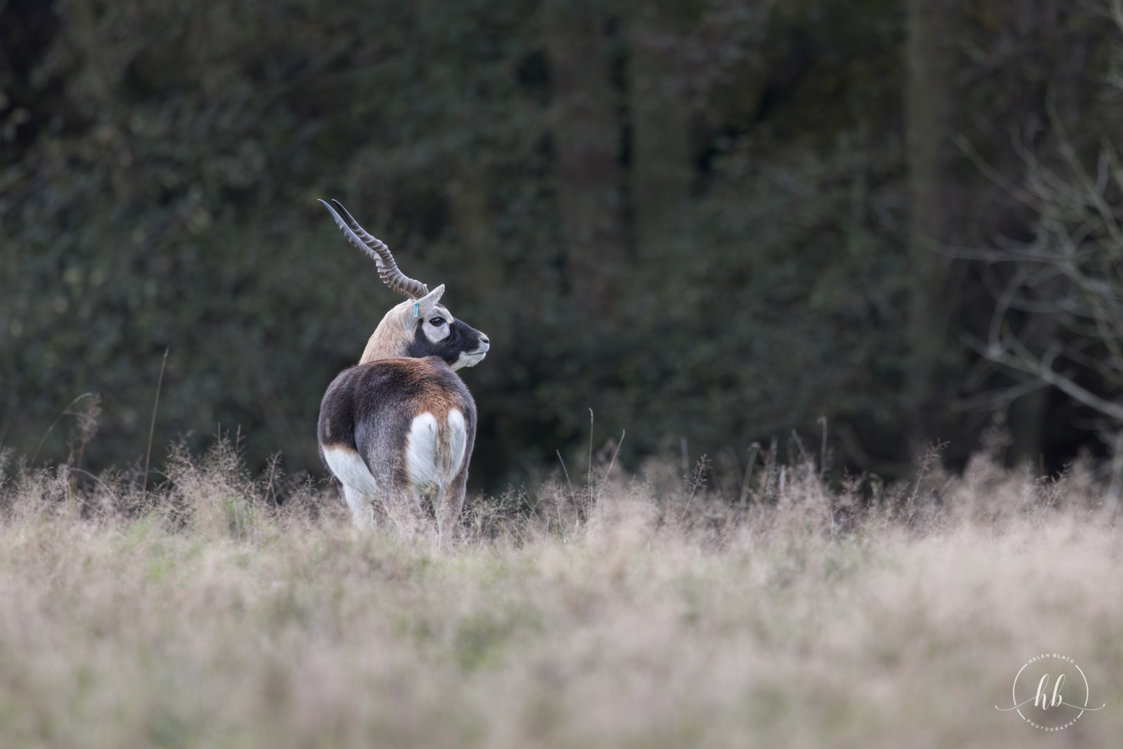 Blackbuck / Watatunga / 20-11-24