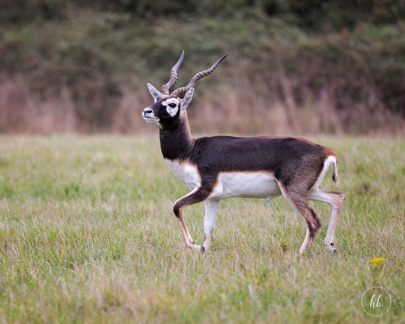 Blackbuck / Watatunga / 21-10-24