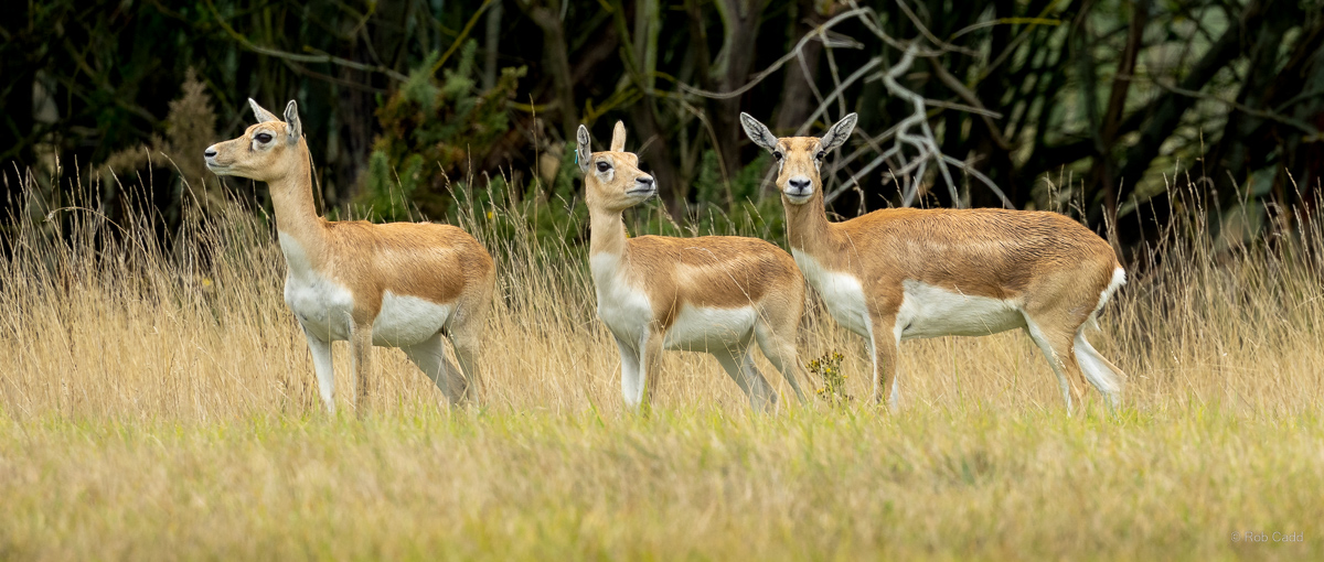 Blackbuck : Watatunga : 22 Sep 2024