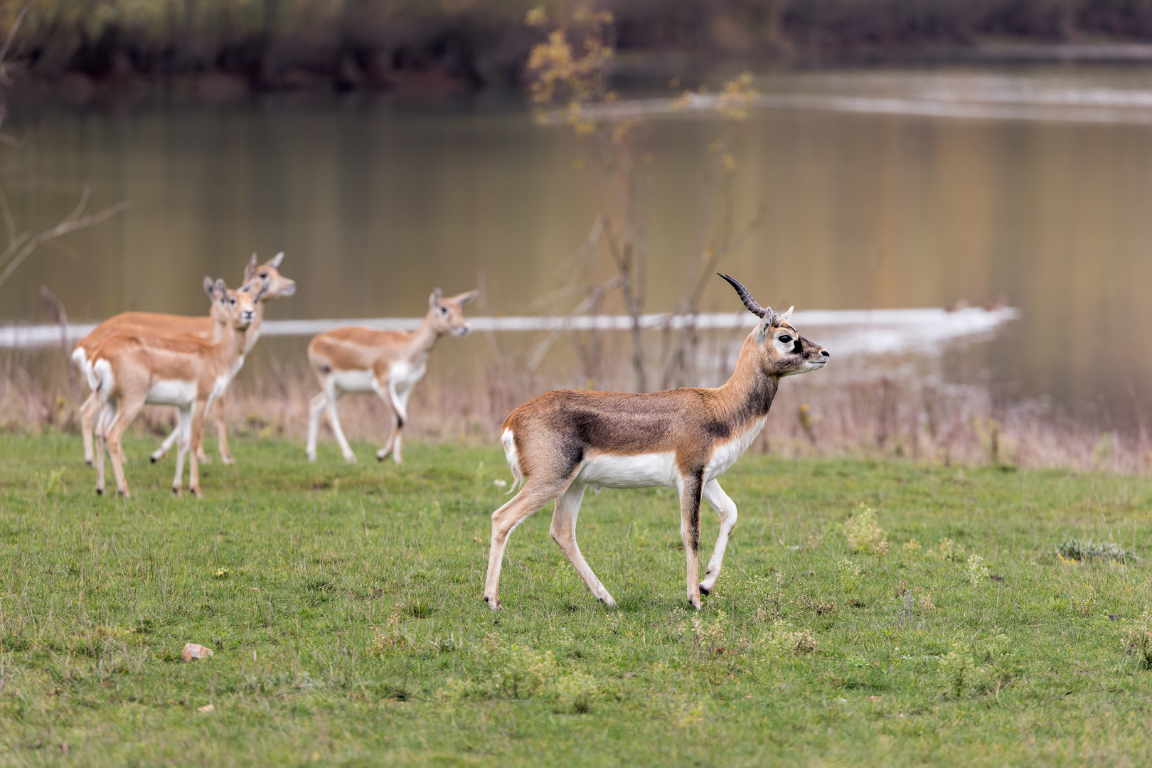 Blackbuck / Watatunga / 27-2-11