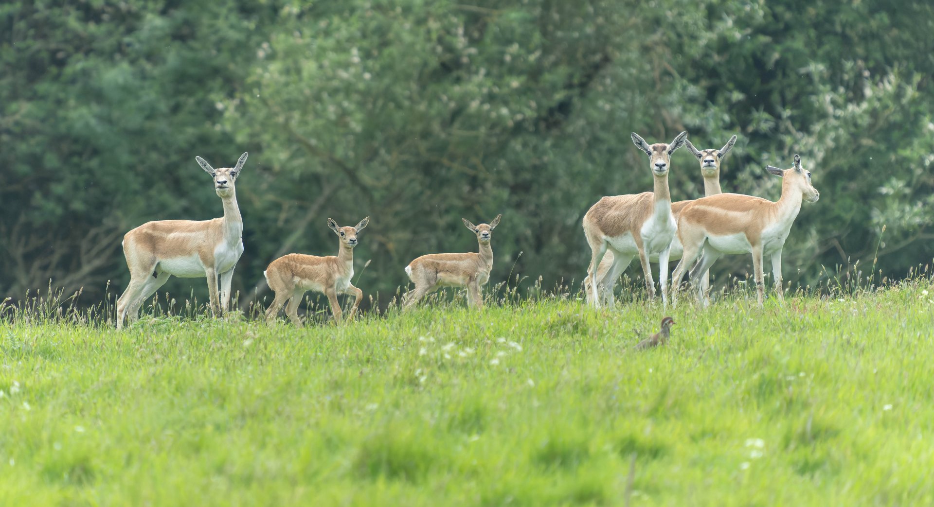Blackbuck, Watatunga, UK