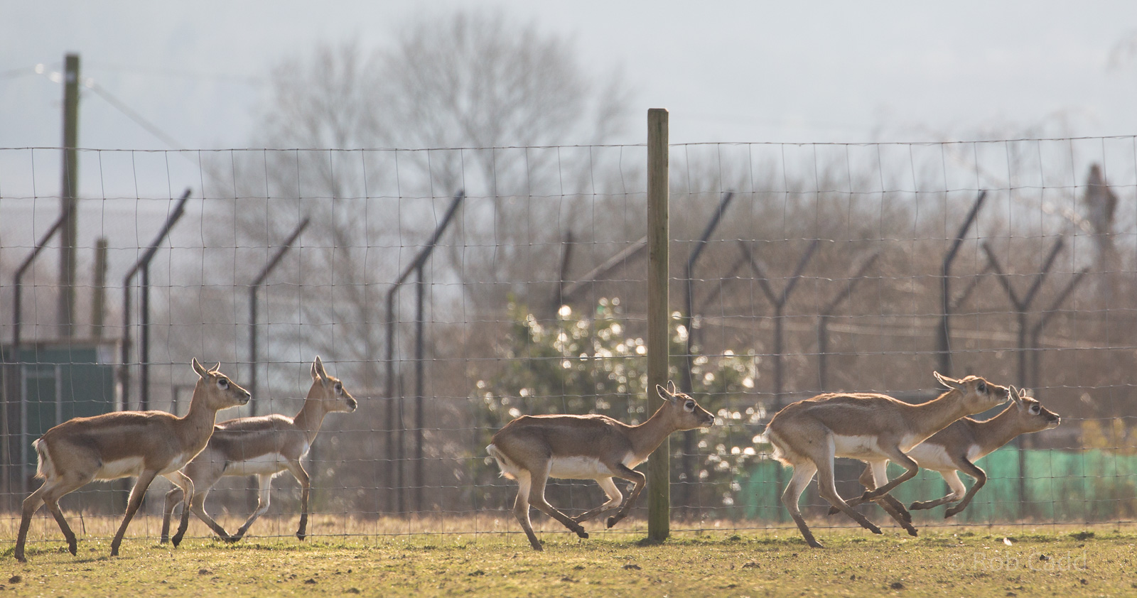 Blackbuck : Whipsnade : 14 Mar 2016