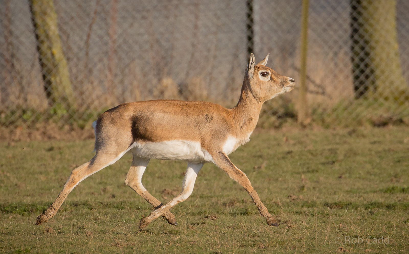 Blackbuck : Whipsnade : 14 Mar 2016