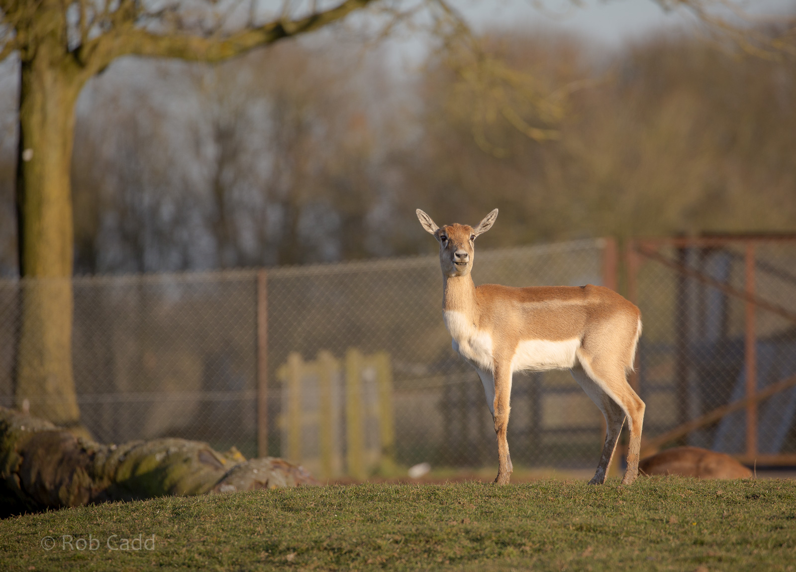 Blackbuck : Whipsnade : 14 Mar 2016