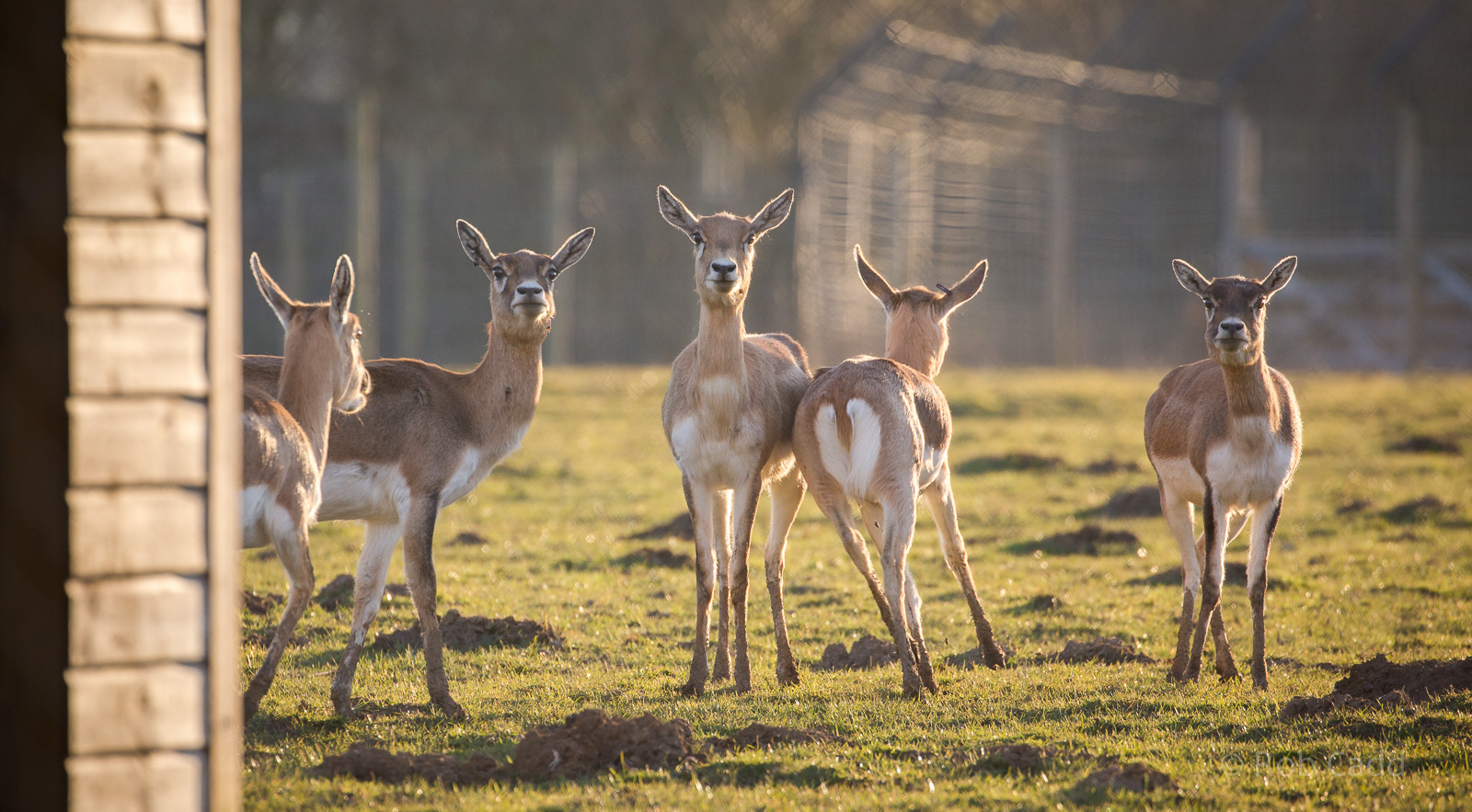 Blackbuck : Whipsnade : 14 Mar 2016