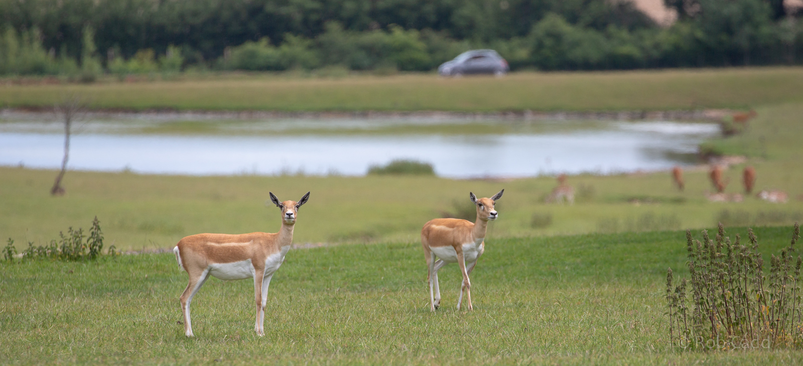 Blackbuck : Whipsnade : 16 Jun 2020