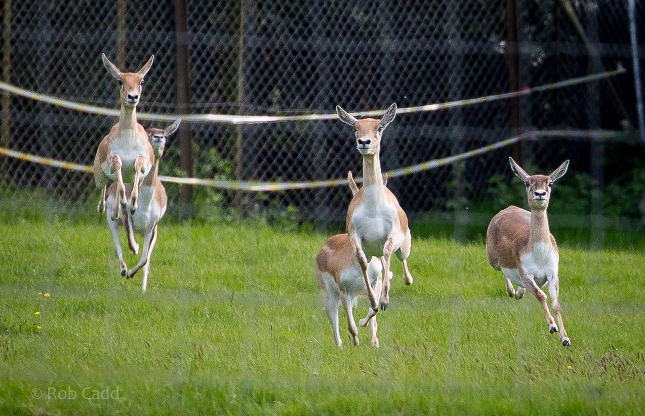 Blackbuck : Whipsnade : 17 May 2015
