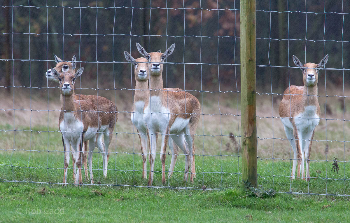 Blackbuck : Whipsnade : 19 Nov 2015