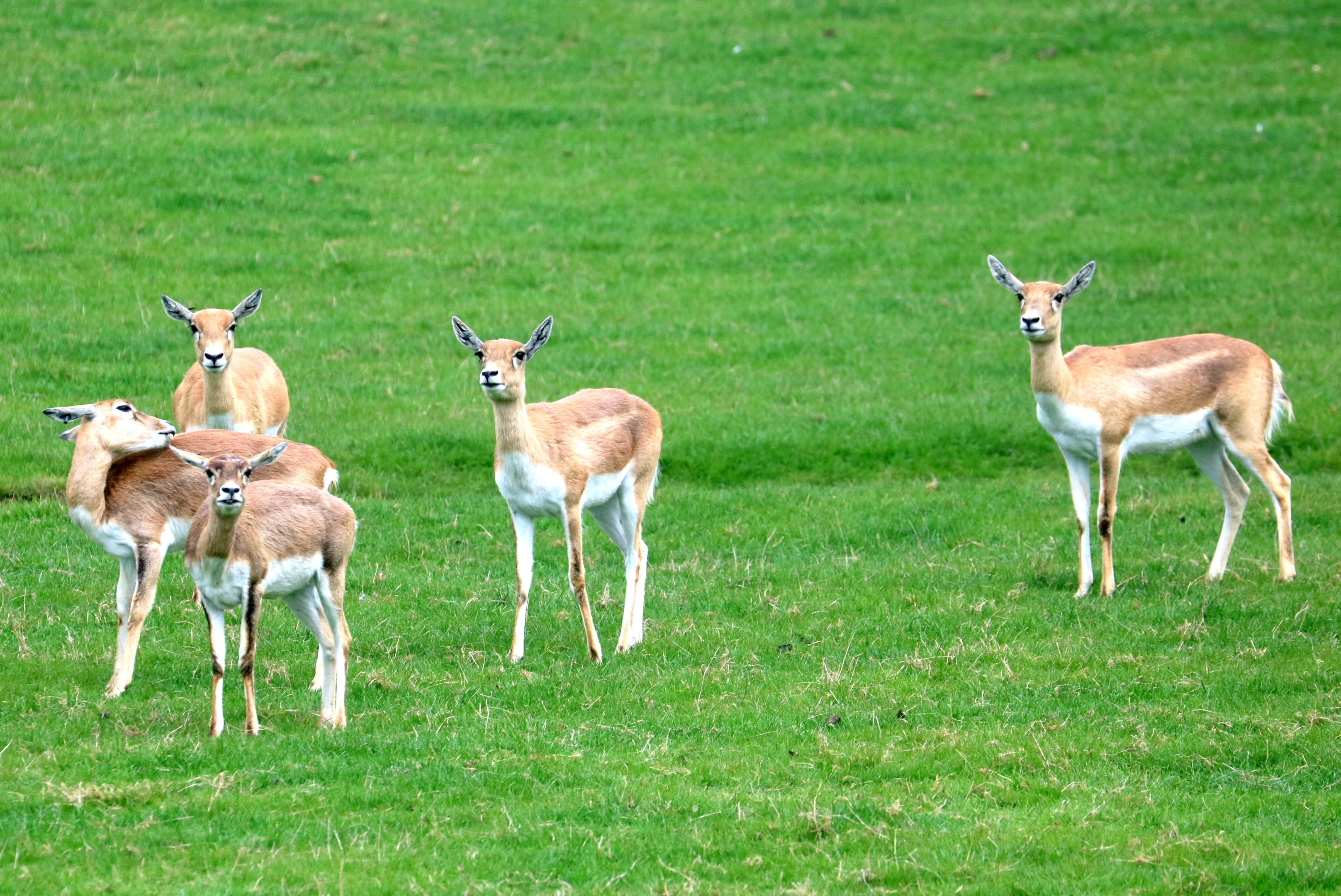 Blackbuck; Whipsnade; 23rd April 2019.