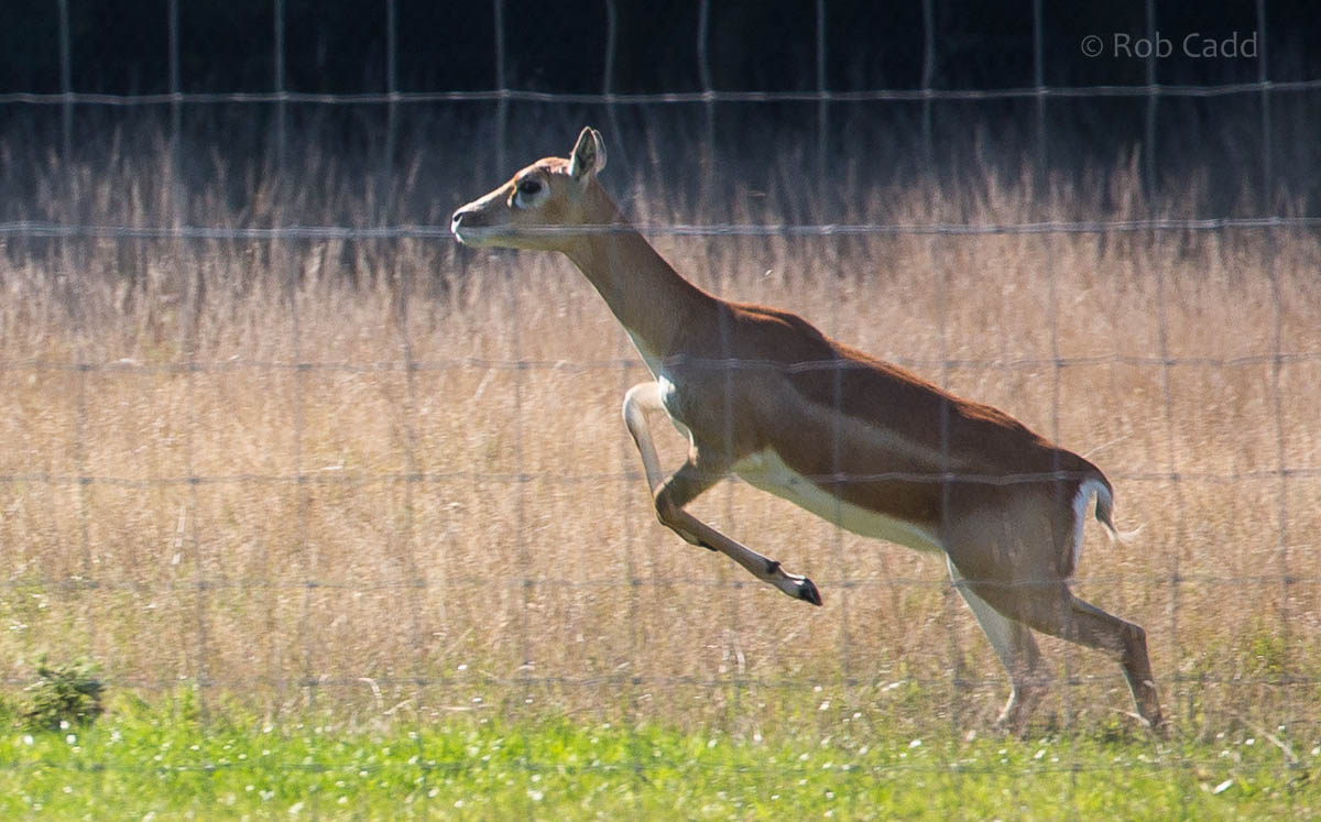Blackbuck : Whipsnade : 27 Sep 2015