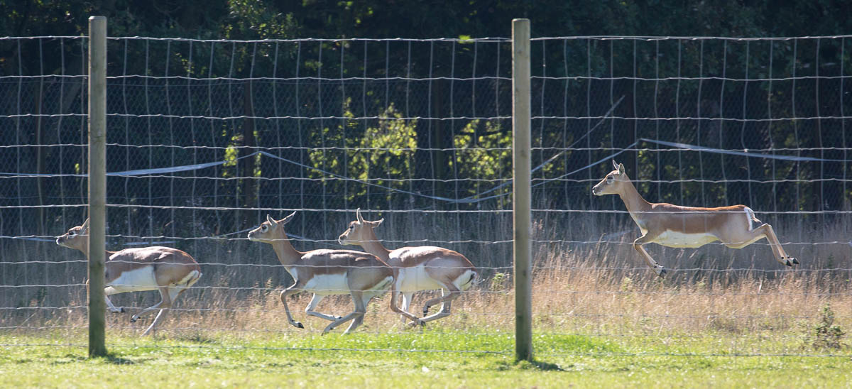Blackbuck : Whipsnade : 27 Sep 2015