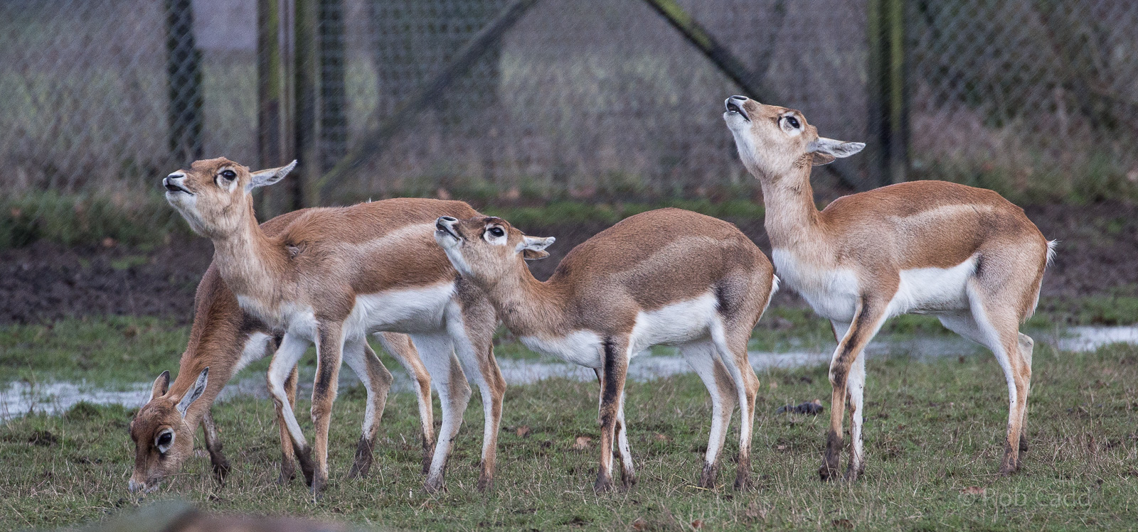 Blackbuck : Whipsnade : 28 Jan 2017