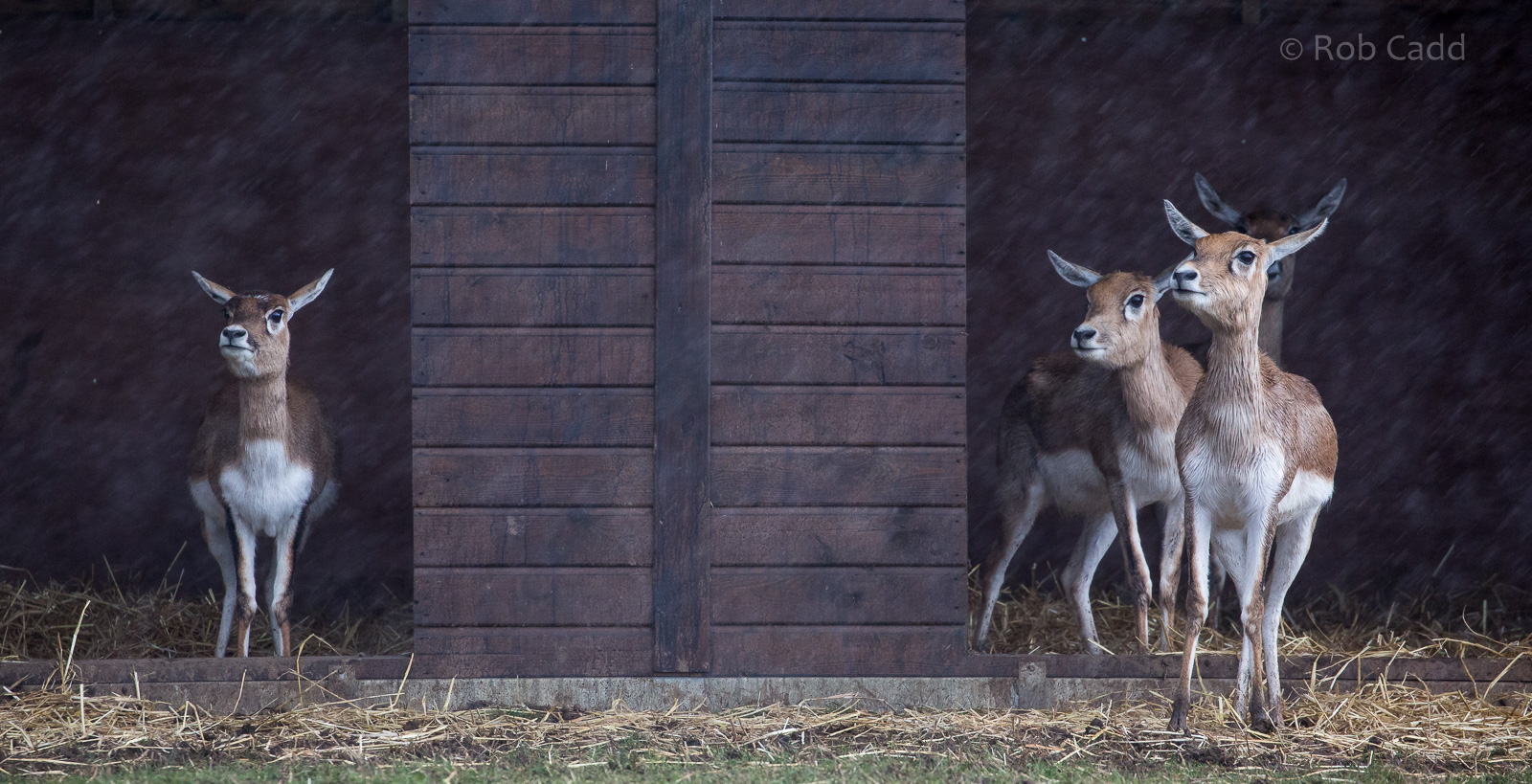 Blackbuck : Whipsnade : 28 Jan 2017