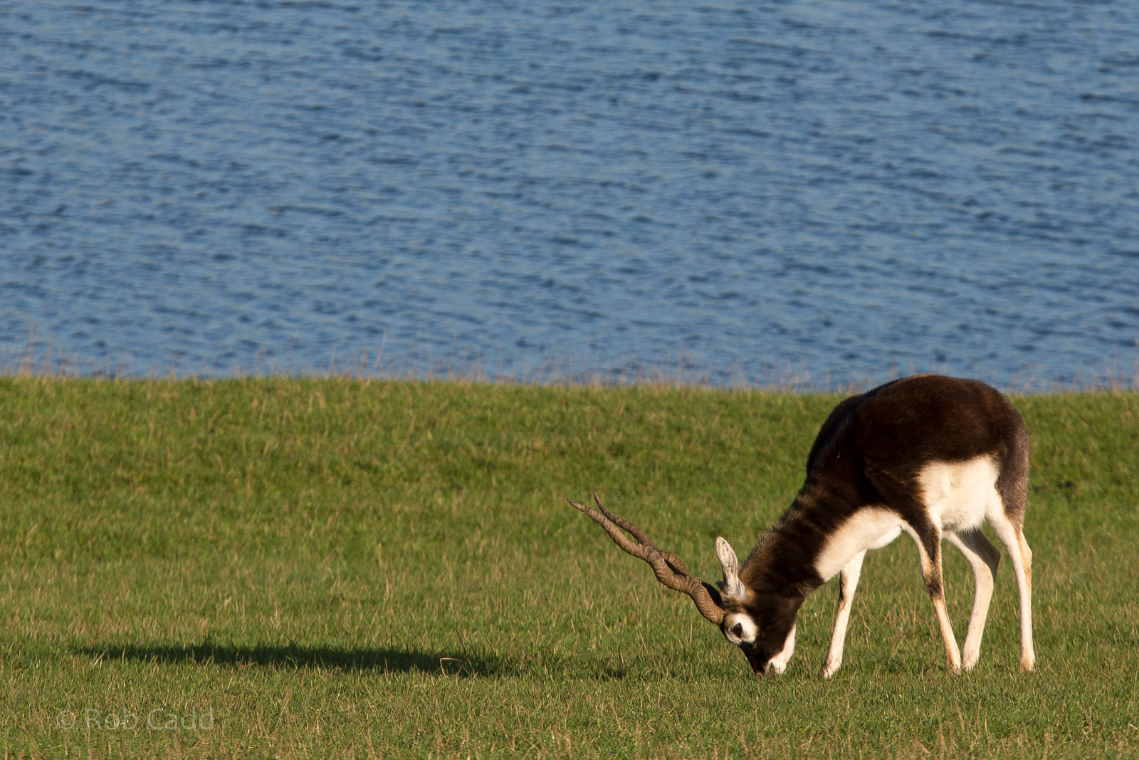 Blackbuck : Whipsnade : 30 Nov 2014