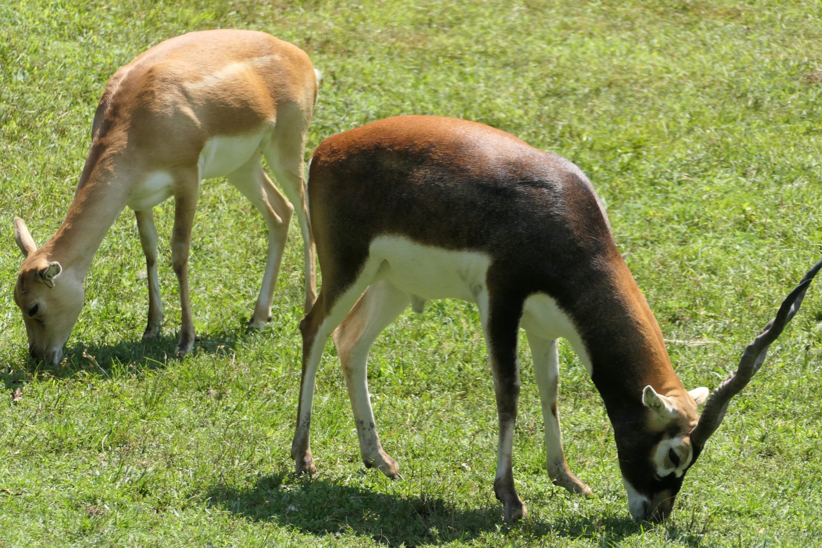 Blackbuck - Wild Asian Monorail