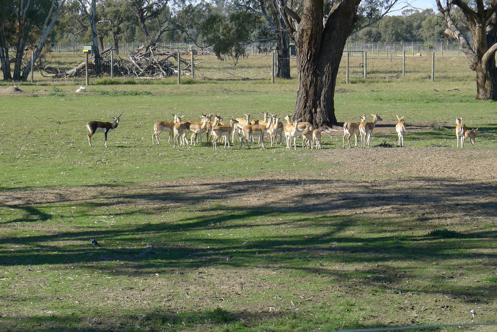 Blackbuck with Addax hiding at the back