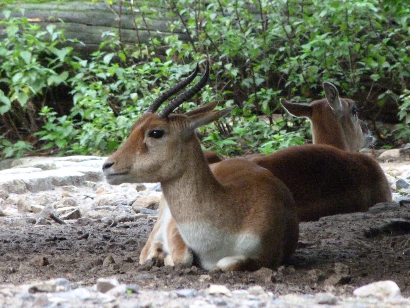 Blackbuck -Zoologischer Garten Berlin (2024)