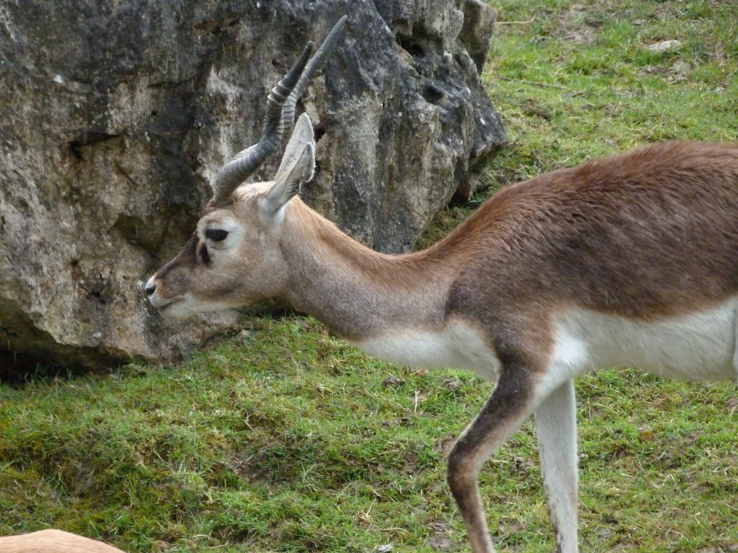 Blackbuck -ZooParc de Beauval (2025)