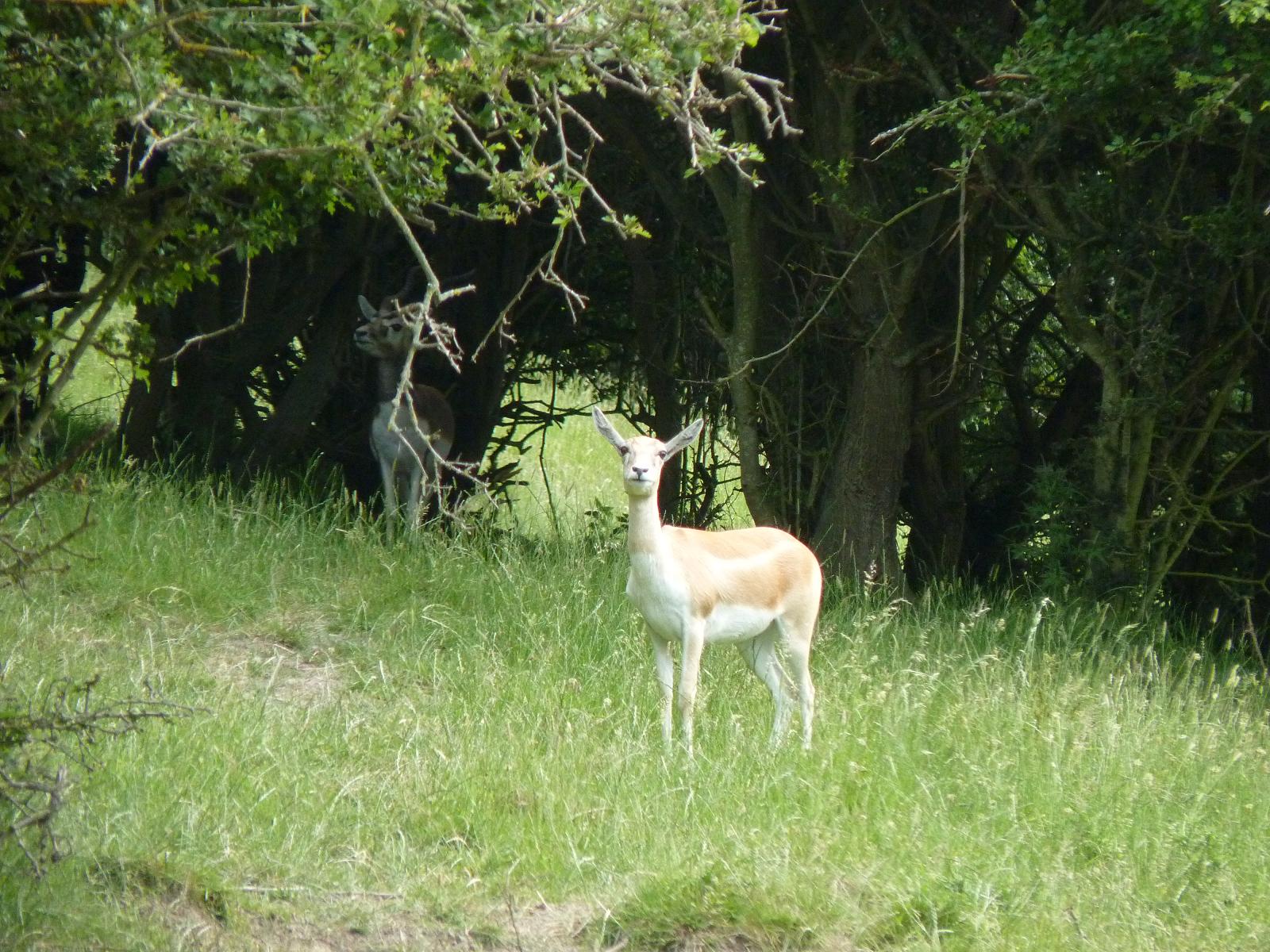 Blackbuck