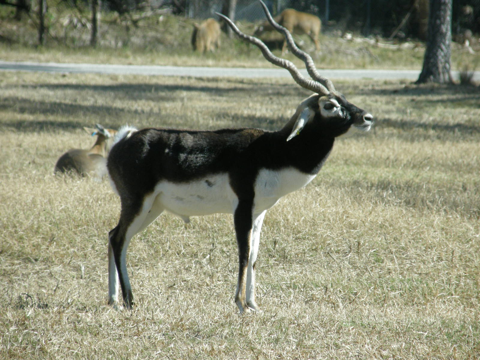 blackbuck