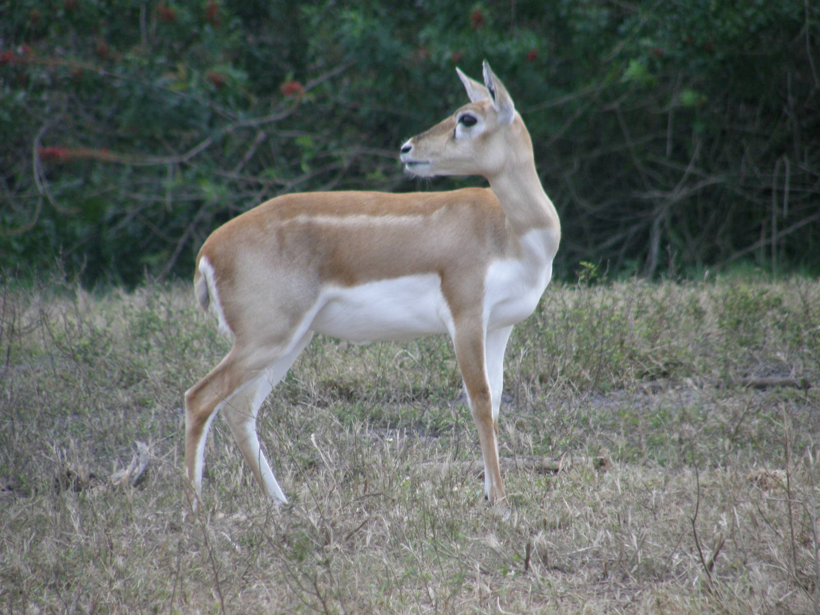 blackbuck