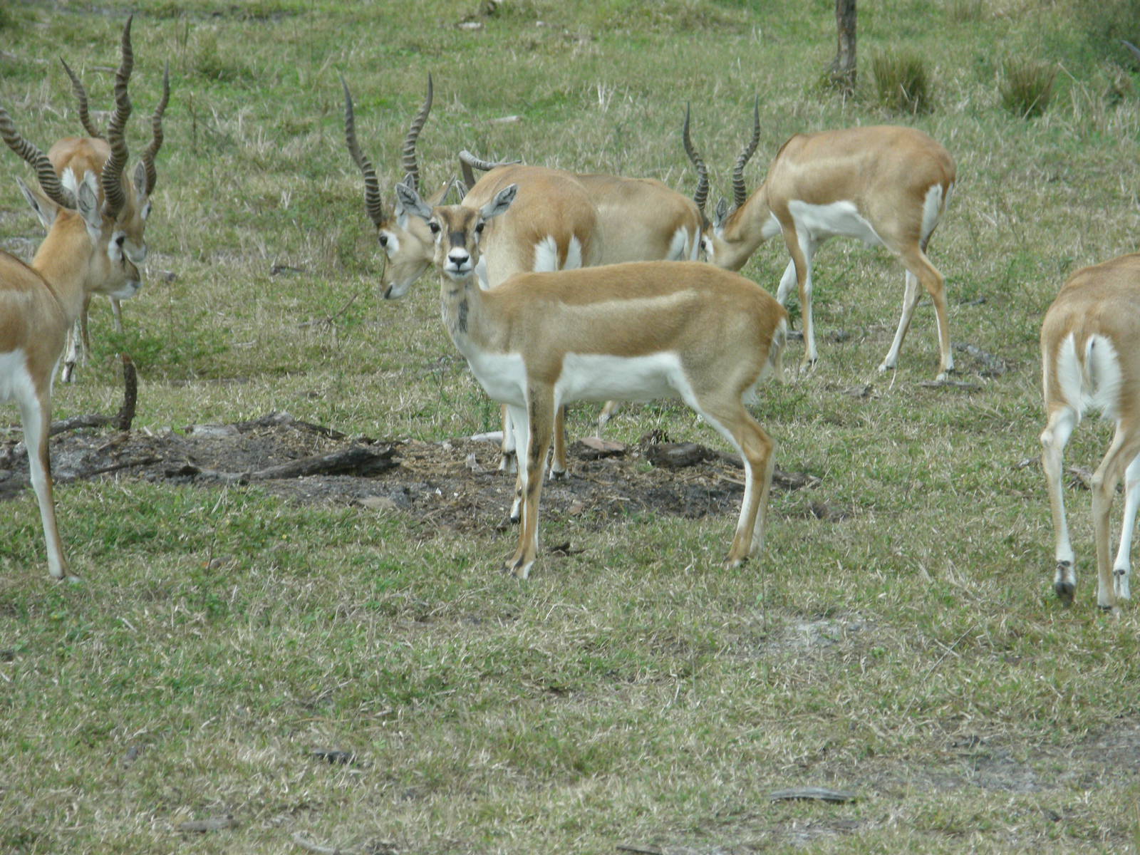 blackbuck