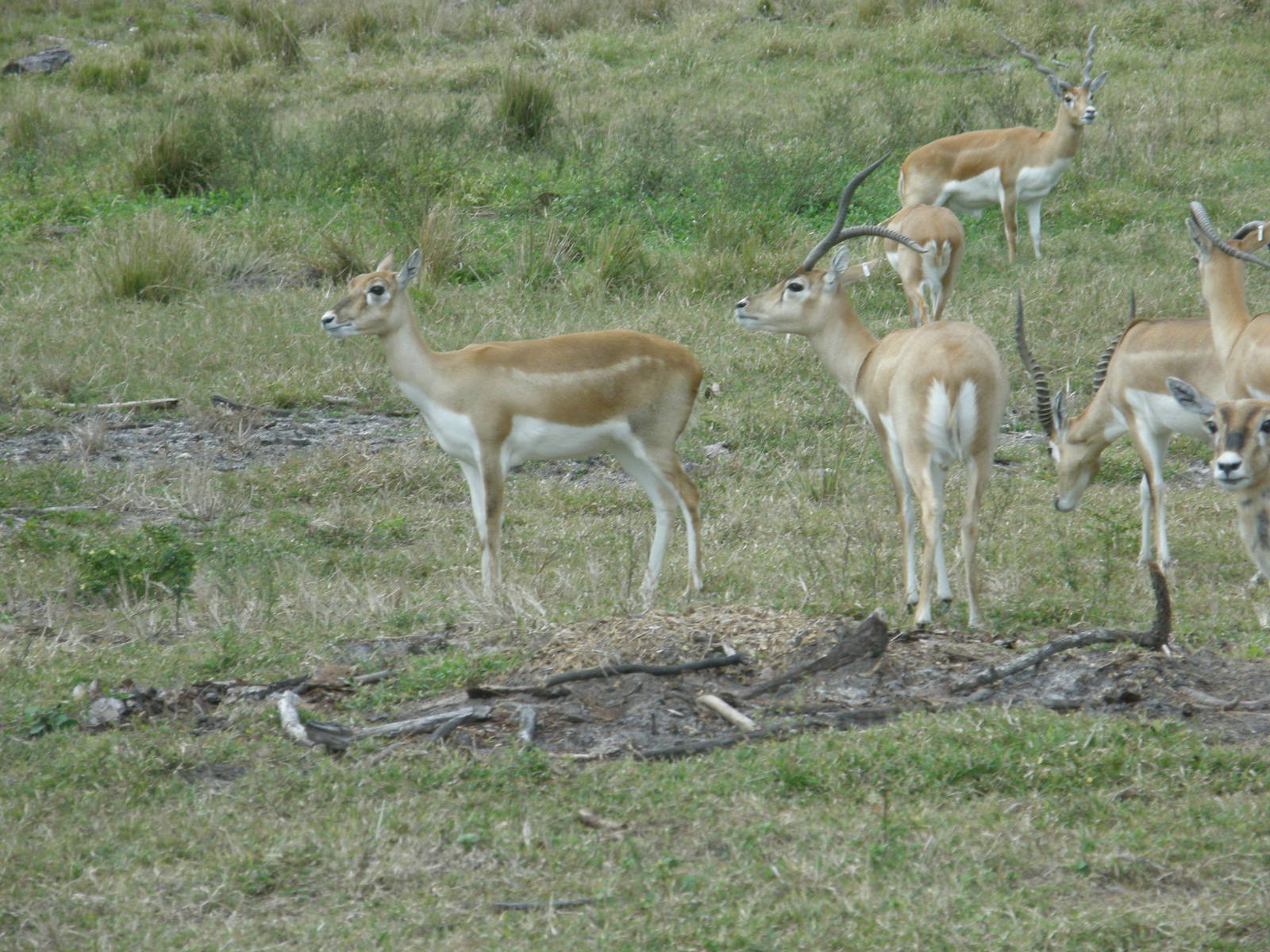 blackbuck