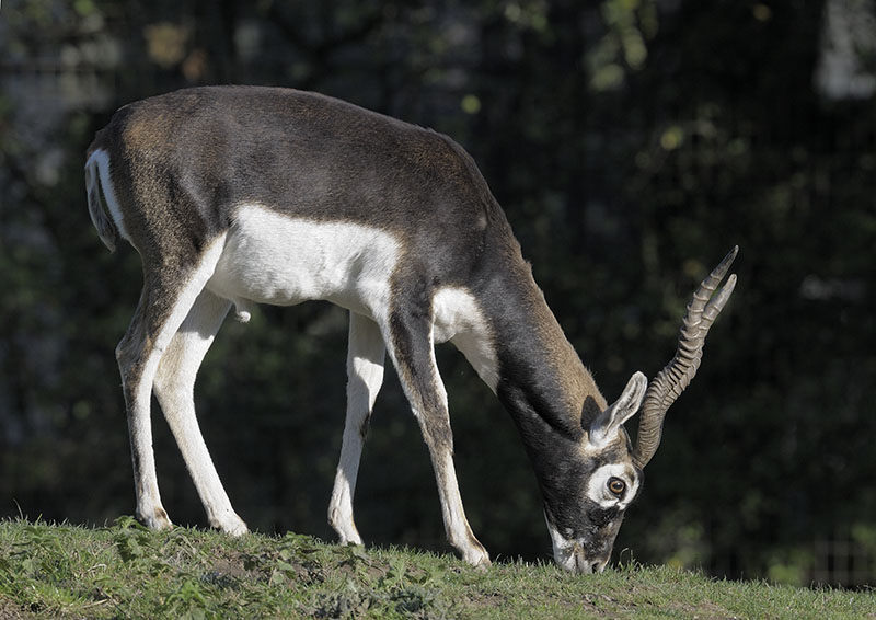 Blackbuck
