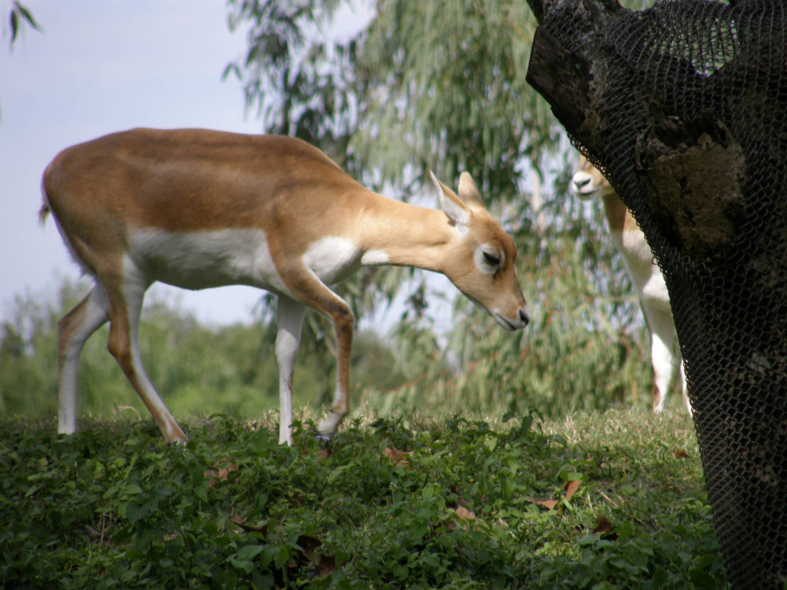blackbuck
