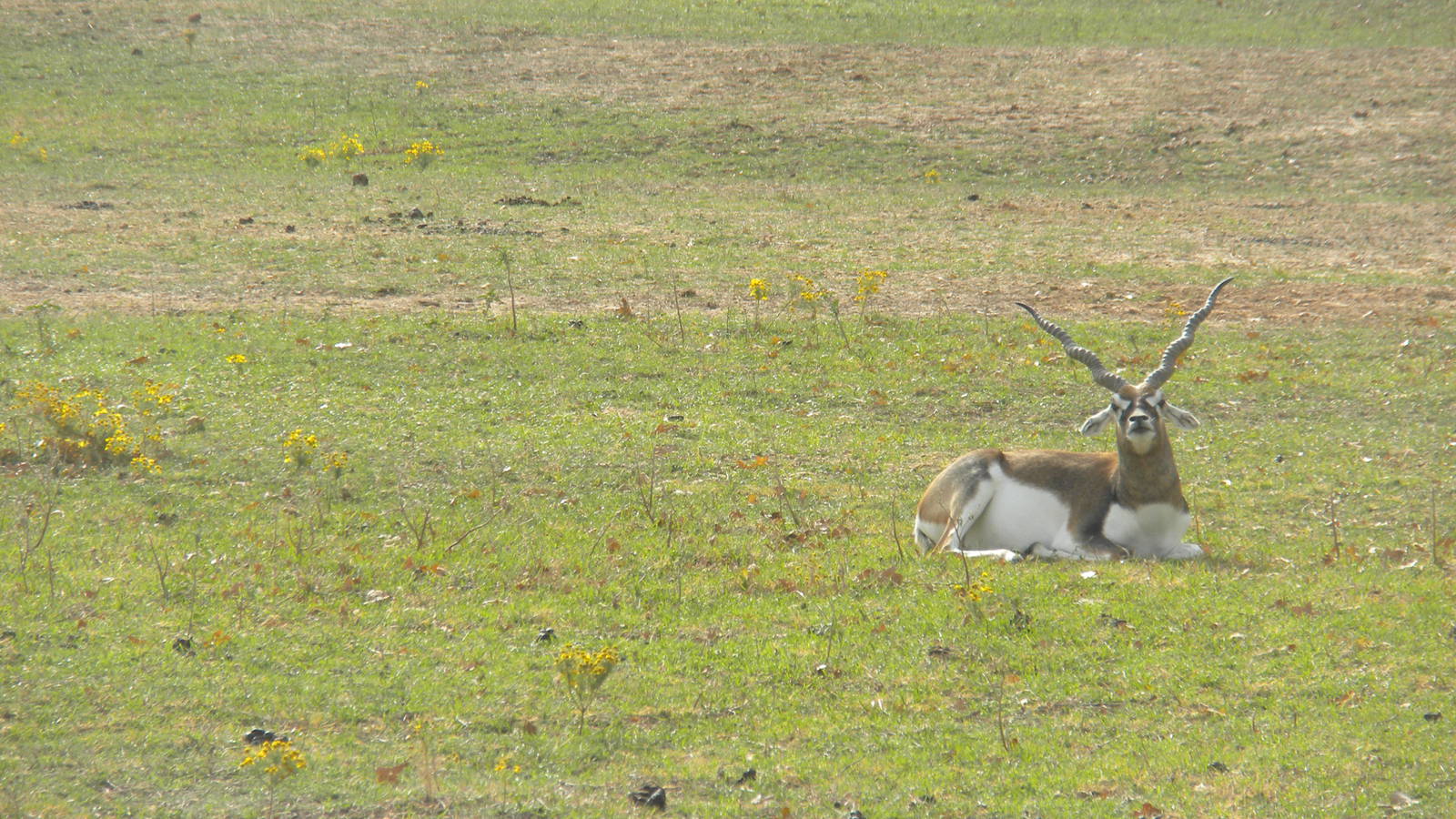 Blackbuck