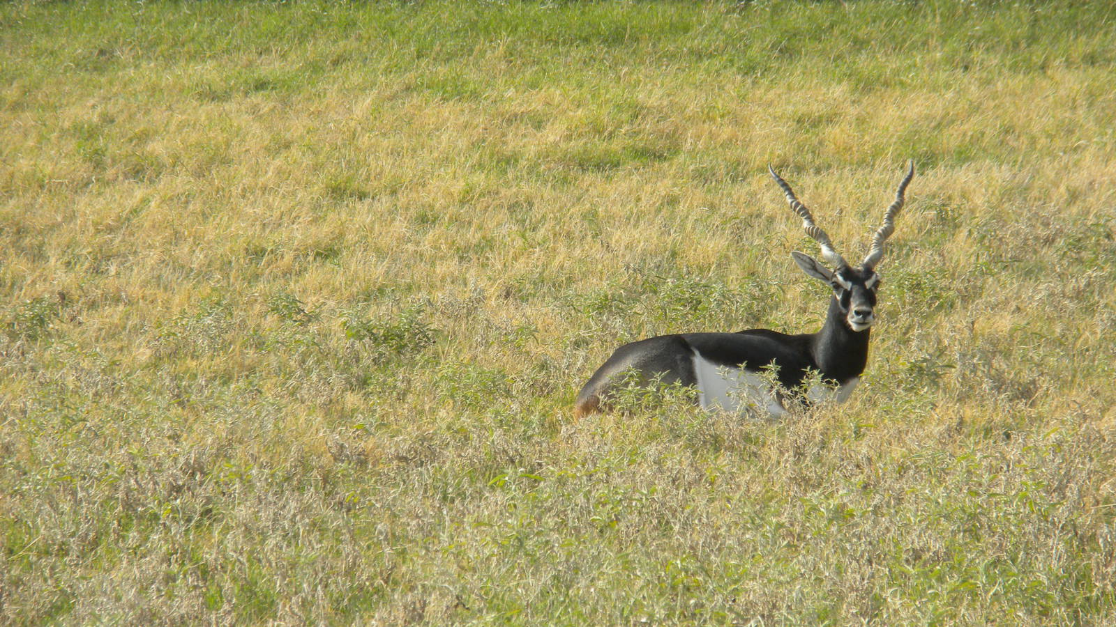 Blackbuck