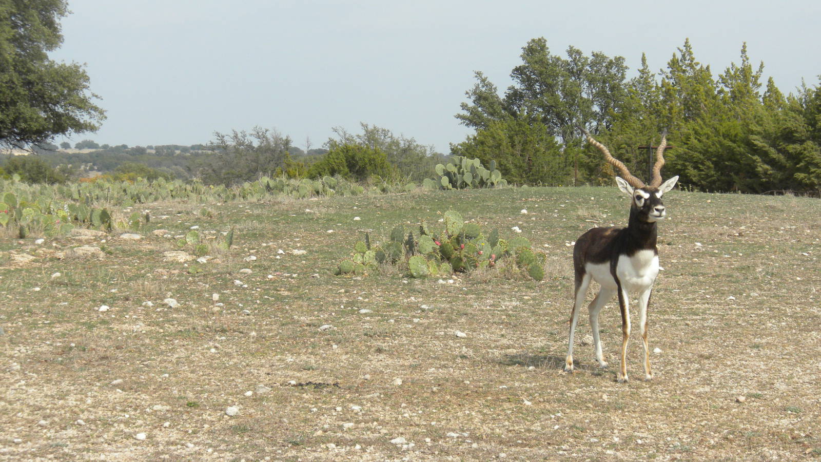 Blackbuck