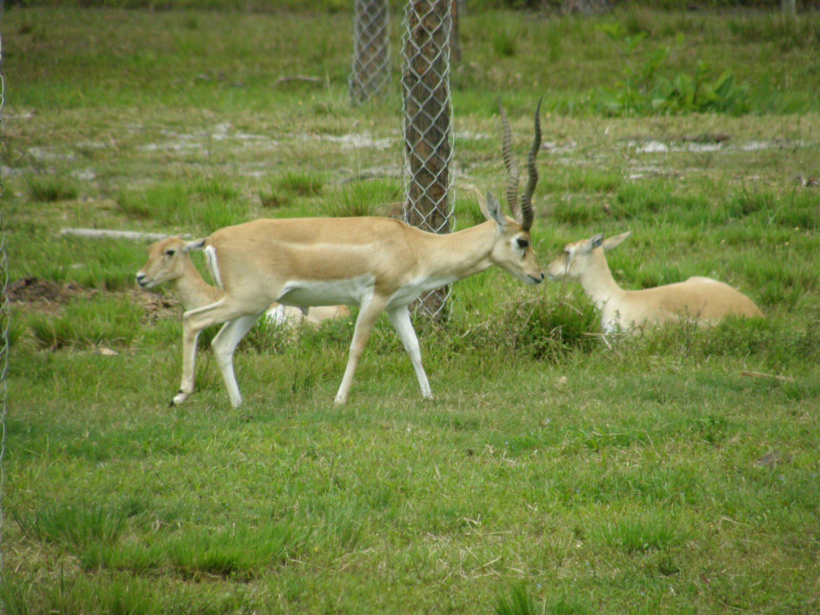 blackbuck